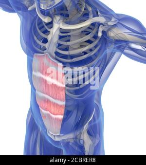 Illustration der Bauchmuskelsystem Muskelanatomie. 3D-Illustration Stockfoto