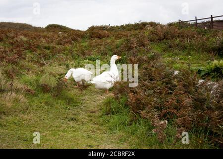 Vögel auf der Greeb Farm, Land's End, Cornwall Stockfoto