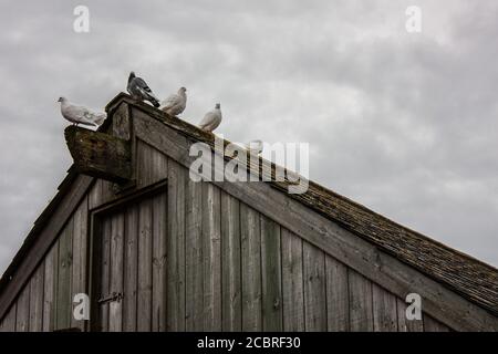 Vögel auf der Greeb Farm, Land's End, Cornwall Stockfoto