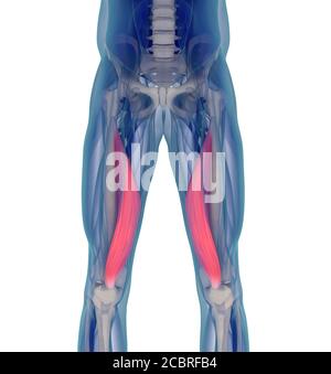 Medizinische Muskeldarstellung des Vastus medialis. 3d-Illustration Stockfoto