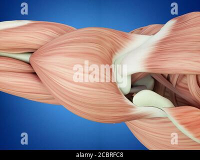 Menschliche Anatomie. Schultermuskeln, Deltoid, 3d-Illustration. Stockfoto