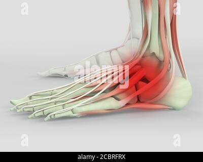 Anatomie Illustration des menschlichen Fußes 3D Illustration. Stockfoto