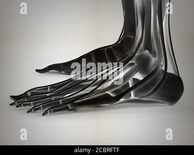 Anatomie Illustration des menschlichen Fußes 3D Illustration. Stockfoto