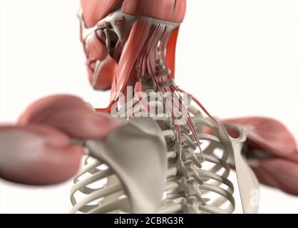 Anatomie Illustration des menschlichen Muskelsystems. 3d-Illustration. Stockfoto