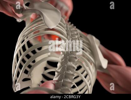 Anatomie Illustration des menschlichen Muskelsystems. 3d-Illustration. Stockfoto