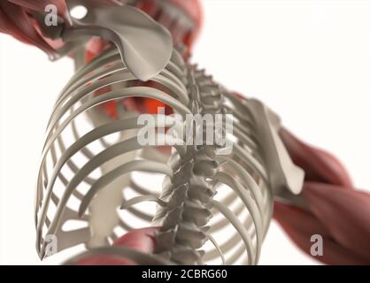 Anatomie Illustration des menschlichen Muskelsystems. 3d-Illustration. Stockfoto