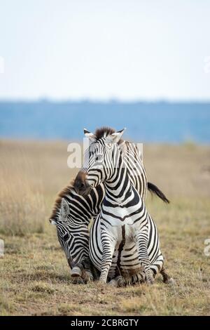 Zwei Erwachsene Zebras mit einem seltsamen blauen Augen interagieren Im Amboseli National Park in Kenia Stockfoto