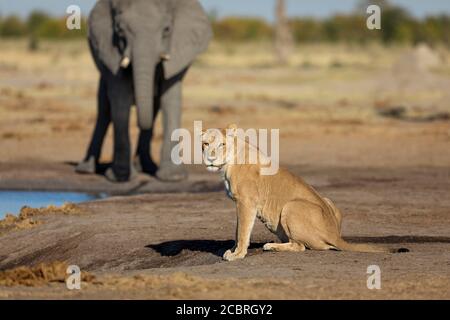 Thristy Löwin Blick auf Kamera wachsam mit Elefant Trinkwasser Im Hintergrund an einem sonnigen späten Nachmittag in Savuti Botswana Stockfoto