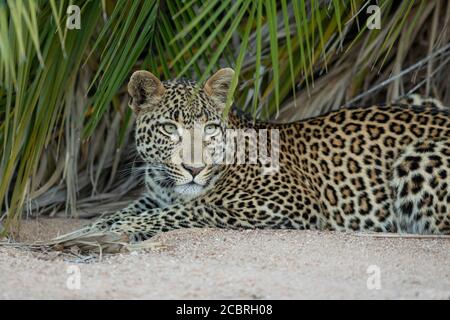 Erwachsener Leopard mit schönen grünen Augen im Liegen Schatten einer Palme im Kruger Park Südafrika Stockfoto