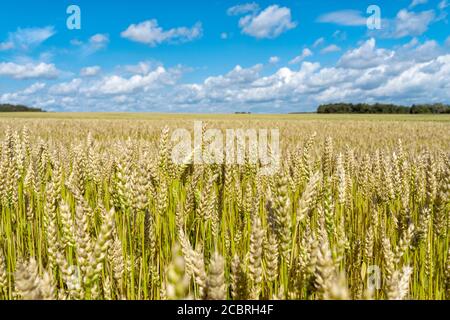 Ein Feld mit unreifen grünen Hafern. Feld gegen den Himmel mit Wolken Stockfoto