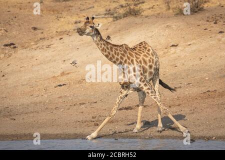 Erwachsene Giraffe Trinkwasser aus einem Damm mit Ochsenpecker Am späten Nachmittag auf den Beinen und dem Hals sitzend Kruger Park Südafrika Stockfoto