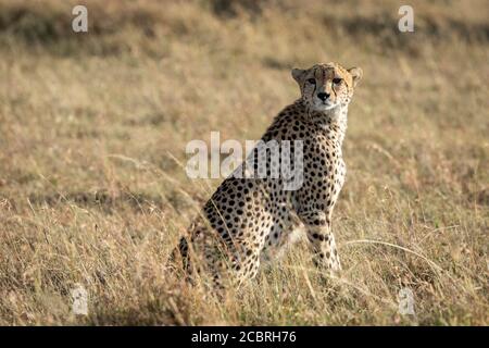 Erwachsene Gepard sitzt aufrecht zwischen hohen trockenen Gras in der Ebene von Masai Mara Kenia Stockfoto