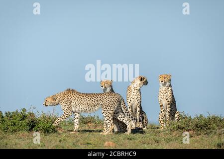 Drei Erwachsene männliche Gepard sitzen aufrecht in einer Linie mit einem Spaziergang mit blauem Himmel im Hintergrund in Masai Mara Kenia Stockfoto