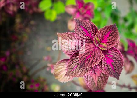 Aquarell Nahtloses tropisches Muster. Bunte helle Blume Natur. Natürlicher floraler Hintergrund. Blütenstiel und Blätter. Stockfoto