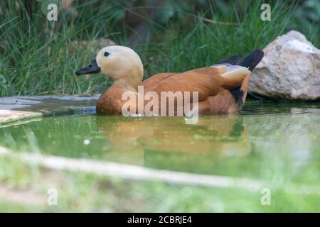 Die Ruddyente (Tadorna ferruginea), in Indien als Brahminy-Ente bekannt, ist ein Mitglied der Familie Anatidae Schwimmen in einem Teich. Stockfoto