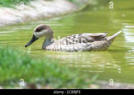 Eine marmorierte Ente, oder marmorierte Teal (Marmaronetta angustirostris) Nahaufnahme Schwimmen auf einem grünen Teich im Nahen Osten oder Südeuropa. Stockfoto