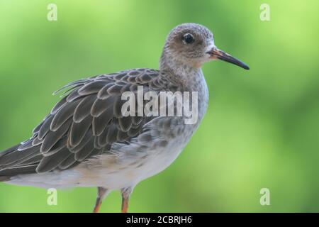 Eine weibliche Rüsche (Calidris pugnax) Nahaufnahme mit weichem grünem Hintergrund in Wasit Wetlands in den Vereinigten Arabischen Emiraten. Stockfoto