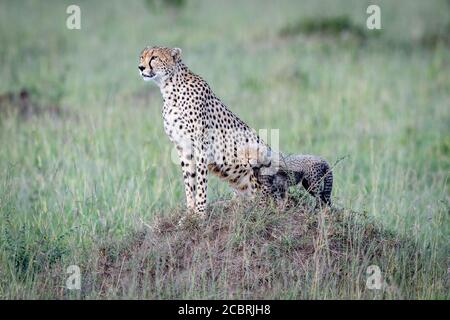 Mutter Gepard und Junge Umfrage die Gegend in Kenia während Auf einem Termitenhügel Stockfoto