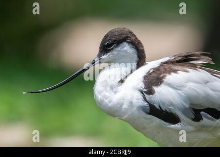 A pied avocet close up (Recurvirostra avosetta) Ein großer schwarz-weißer Watvogel in der Avocet und Stelzenfamilie Stockfoto