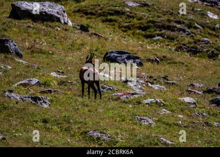 Gämse im Gran Paradiso Nationalpark Stockfoto