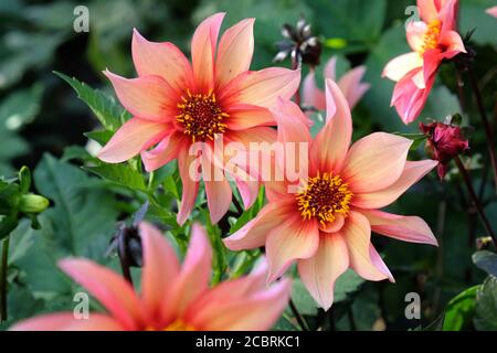 Peach 'Night Butterfly' Single Dahlia blüht in der späten Sommer Stockfoto