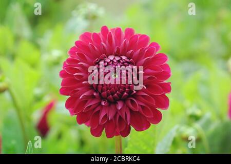 Tiefviolette Pompon Dahlia in Blüte Stockfoto
