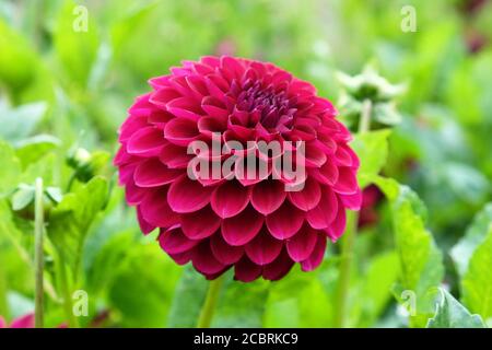 Tiefviolette Pompon Dahlia in Blüte Stockfoto