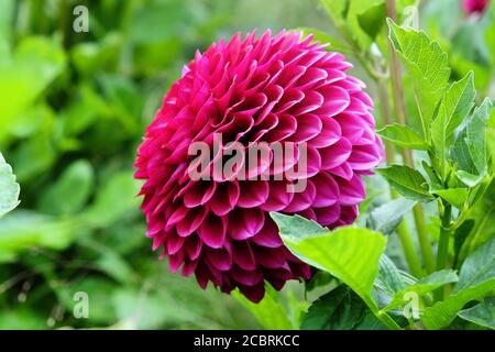 Tiefviolette Pompon Dahlia in Blüte Stockfoto