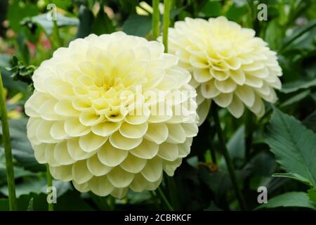 Blassgelbe Pompon Dahlia in Blüte Stockfoto