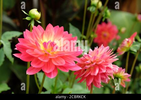 Rosa Wasserlilie 'Kilburn Rose' Dahlien in Blüte Stockfoto