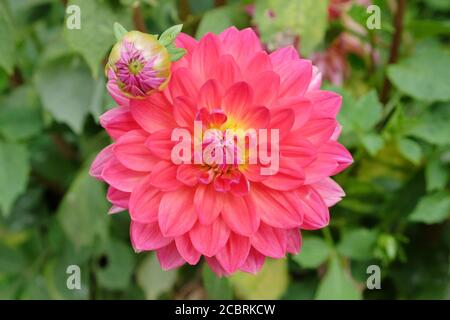 Rosa Wasserlilie 'Kilburn Rose' Dahlien in Blüte Stockfoto