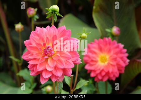 Rosa Wasserlilie 'Kilburn Rose' Dahlien in Blüte Stockfoto