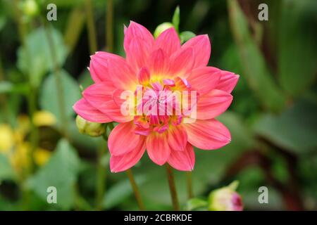 Rosa Wasserlilie 'Kilburn Rose' Dahlien in Blüte Stockfoto