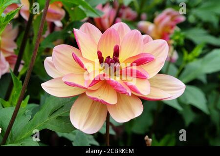 Rosa und blassgelbe dekorative Dahlie 'Dark Butterfly' in Blüte Stockfoto