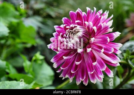 Rosa und lila dekorative Dahlia Blüten in Blüte während spät Sommer Stockfoto