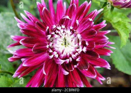 Rosa und lila dekorative Dahlia Blüten in Blüte während spät Sommer Stockfoto