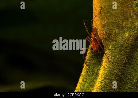 Eine Luchsspinne, die auf einem Blatt thront Stockfoto