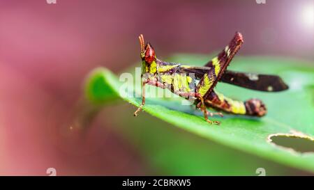 Seltene gelbe und schwarze Heuschrecke mit großen roten Augen, die auf einem Blatt ruht. Er kann mit seinen mächtigen Beinen weit springen Stockfoto