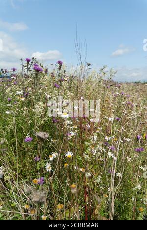 Wildblumen wachsen an Straßenrändern Stockfoto