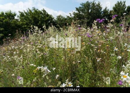 Wildblumen wachsen an Straßenrändern Stockfoto