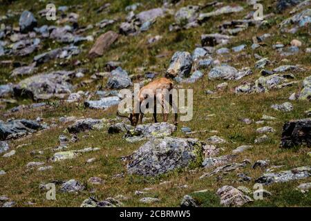 Wilde Gämsen in den Alpen Stockfoto