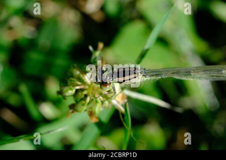 Junge weibliche Ostforktail (Ischnura verticalis) Damsefly im Gras an der Seite eines Sees in Ottawa, Ontario, Kanada. Stockfoto