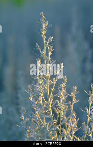 Zarte und geisterhafte Knospen und Stängel aus Silberwurmholz (Artemisia ludoviciana) in einem Glebe-Garten, Ottawa, Ontario, Kanada. Stockfoto