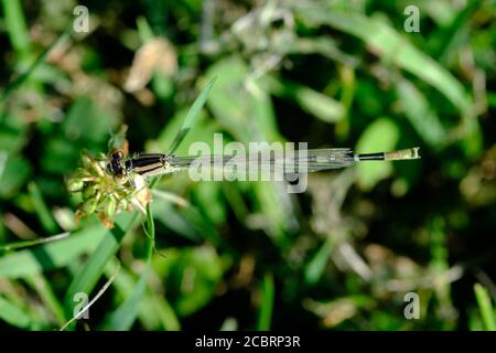 Junge weibliche Ostforktail (Ischnura verticalis) Damsefly im Gras an der Seite eines Sees in Ottawa, Ontario, Kanada. Stockfoto