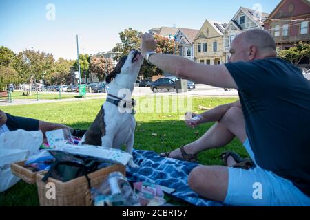 Dieser Pitbull genießt ein Picknick im Duboce Park mit seinem Besitzer in San Francisco, CA, USA. Stockfoto