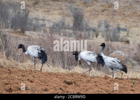 Bhutan, Gangtey-Phobjkha Valley. Schwarzhalskrane (Grus nigricollis) Winterbesucher Ende Oktober bis Mitte Februar in das Phobjikha-Tal. Stockfoto