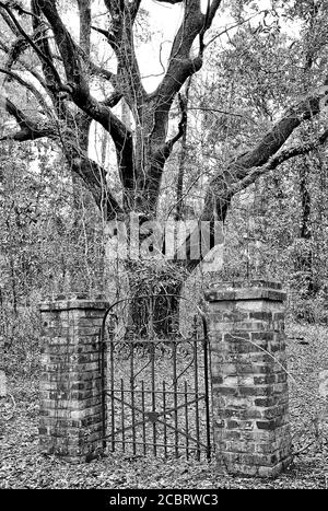 Ein mysteriöses altes Eisernes Tor in der Mitte des Woods Leading to No Where Stockfoto