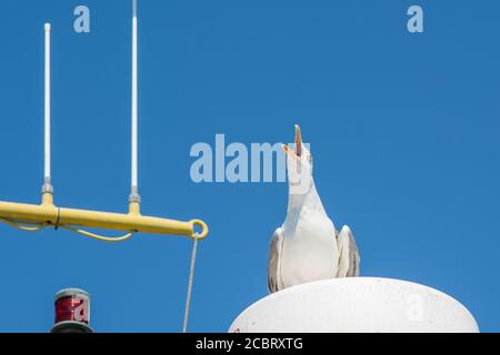 Eine Möwe schreien zur Verteidigung ihres Platzes auf einem Fischerboot aus. Heller blauer Himmel Hintergrund Stockfoto