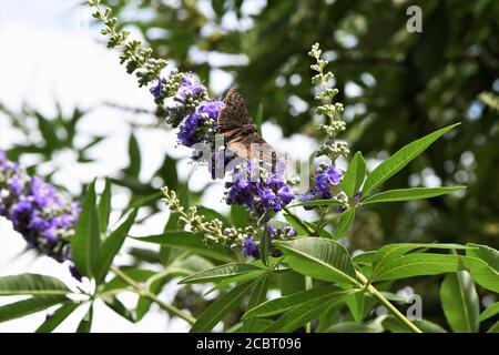 Ein brauner Schmetterling, der seine Flügel auf einem Glyzinienbusch ausbreitet. Stockfoto