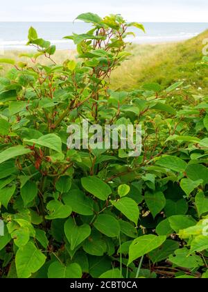 Japanische Knotweed Reynoutria japonica, eine Art von krautigen mehrjährige Pflanze hier wächst auf einer Klippe in North Yorkshire, Es ist sehr invasiv und Stockfoto